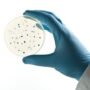 hand holding petri dish